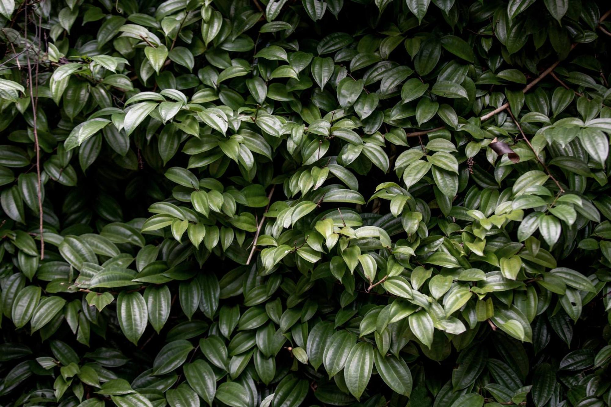 Greenwood Edge Hanthana Kandy Buitenkant foto