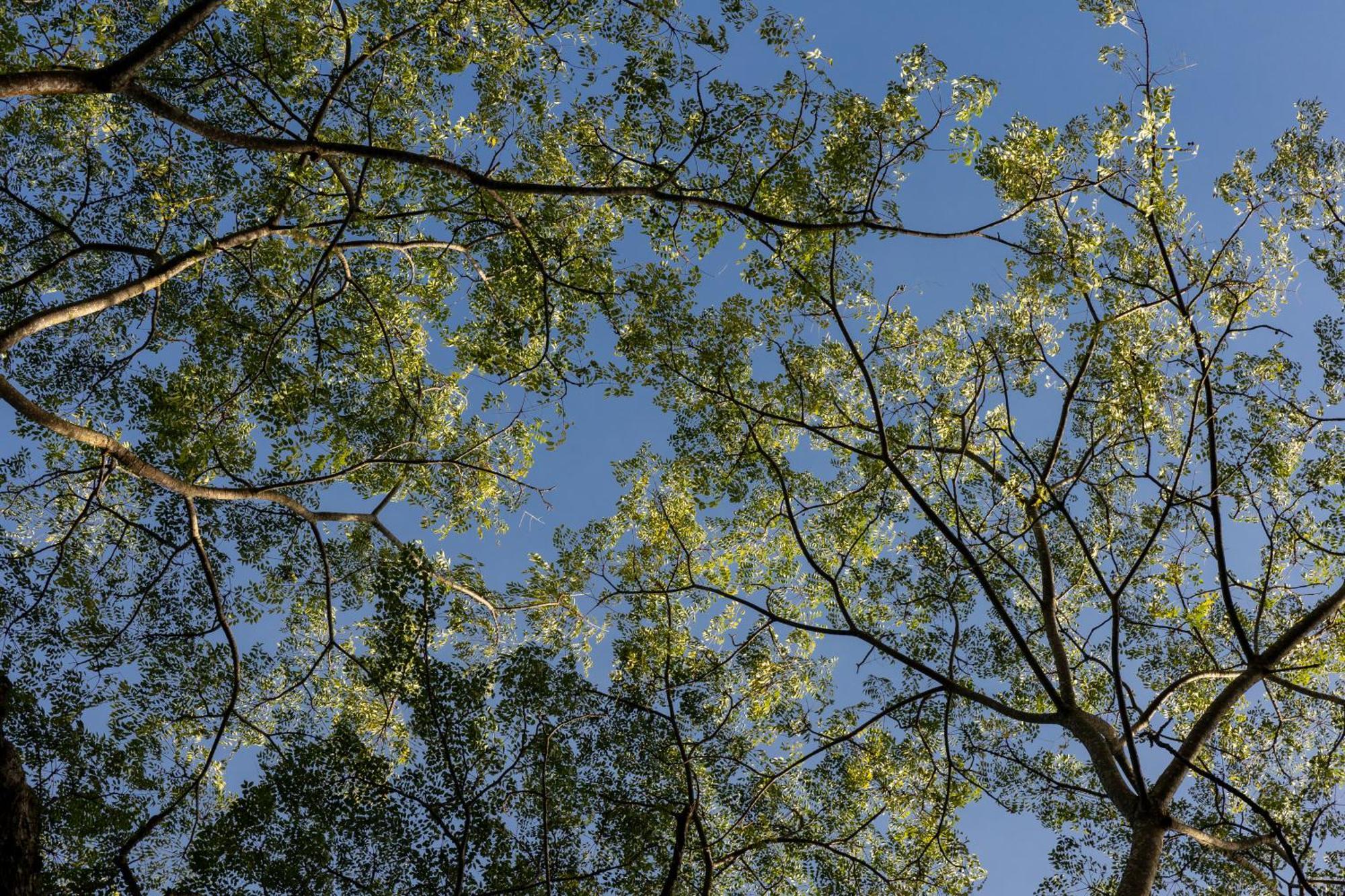 Greenwood Edge Hanthana Kandy Buitenkant foto