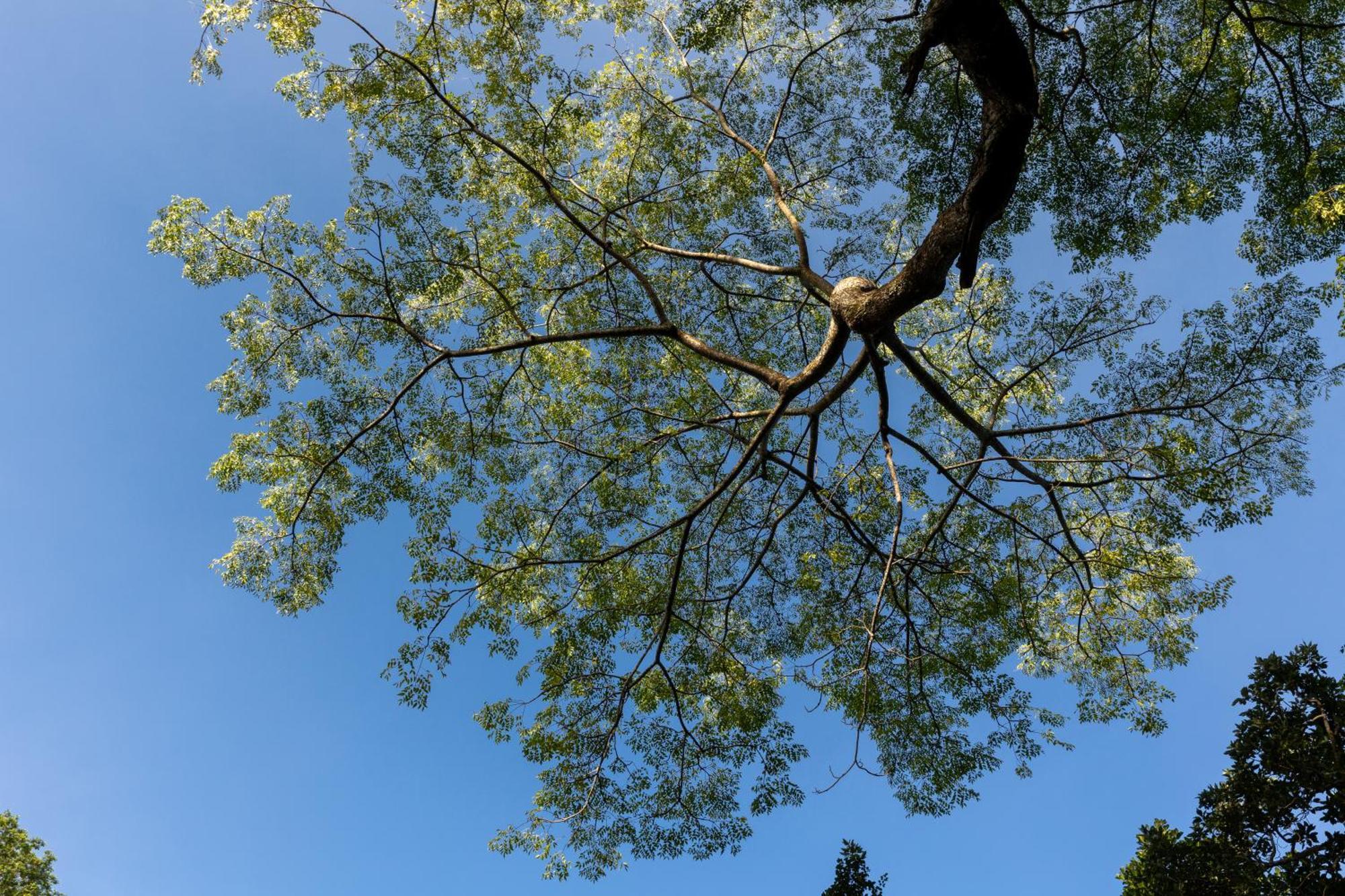 Greenwood Edge Hanthana Kandy Buitenkant foto